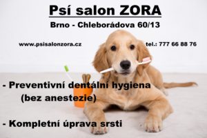 dog with the toothbrush